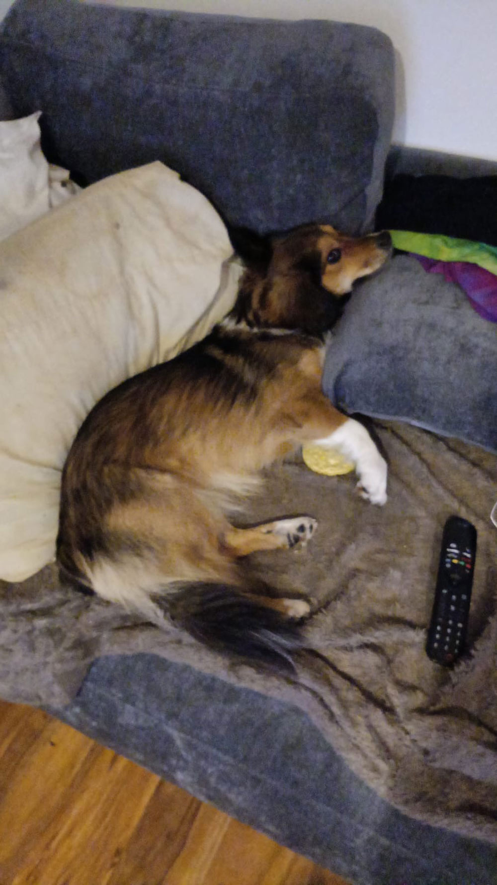 Dog Who Was Abandoned in Winter Helps Heal a Broken Heart