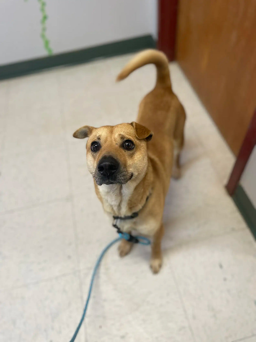 Stray Dog Visits Same Grave Daily and Finds Hopeful Second Chance